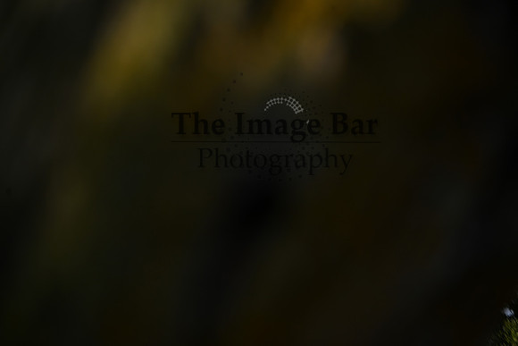 DSC_6807